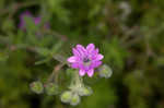 Dovefoot geranium